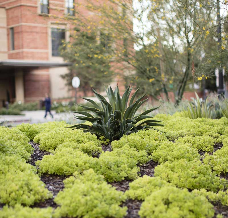 Luskin Conference Center is landscaped with native and drought tolerant plants